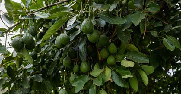 Avocado Tree Cultivation A Comprehensive Guide Toagriculture