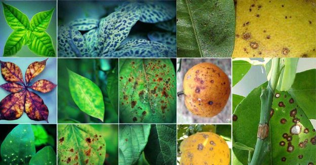 Plant leaves affected diseases