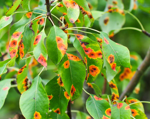 Plant leaf affected Diseases