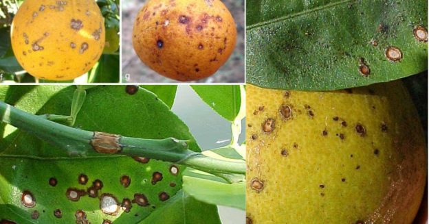 Anthracnose disease affects citrus leaves, fruits, and stems.