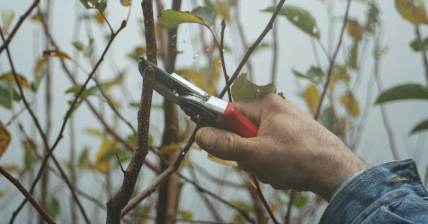 A man is pruning a tree.