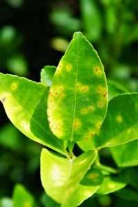 citrus Anthracnose infected leaf 