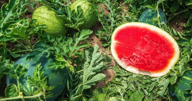 growing watermelons for profit.