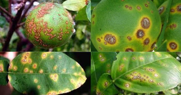 This is a collage of four images of citrus leaves and fruit affected by a canker disease.