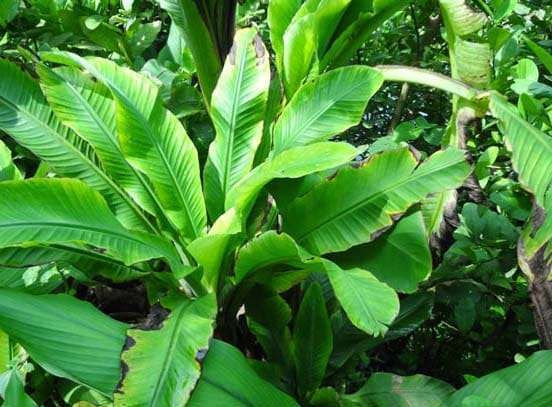 common abyssinian banana tree diseases how to identify and treat