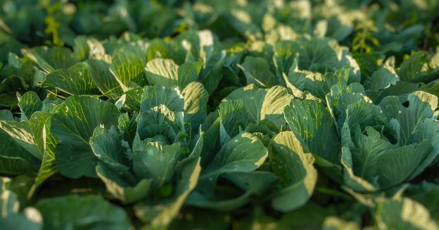 Diseases free Cabbage leaf