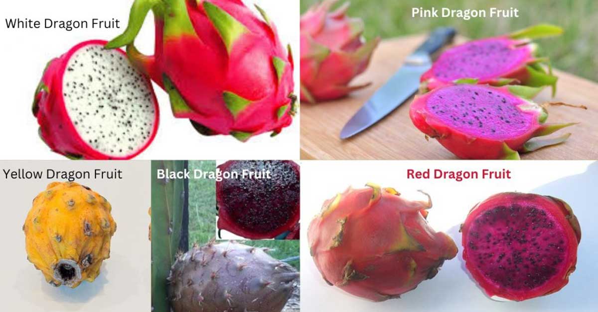 Different colors of dragon fruit.