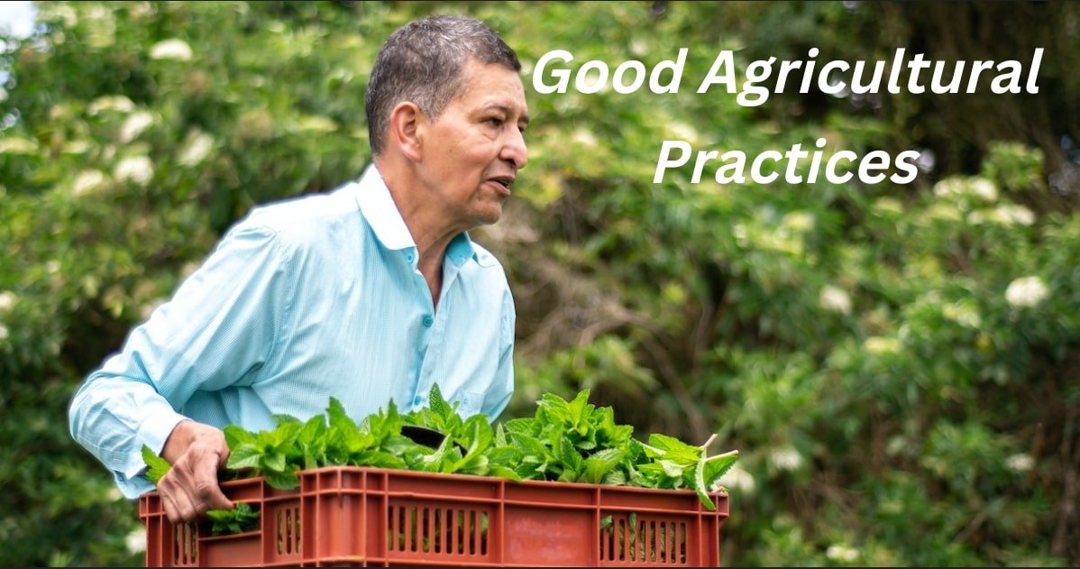 good-agricultural-practices-in-vegetable-and-fruit-production