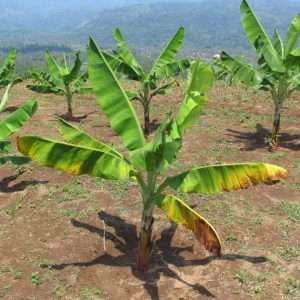 Panama disease symptoms on banana tree leaves