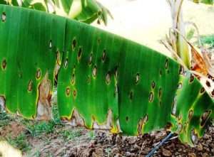 Small yellow spots and brown color banana tree leaves it is Sigatoka Disease symptoms. 