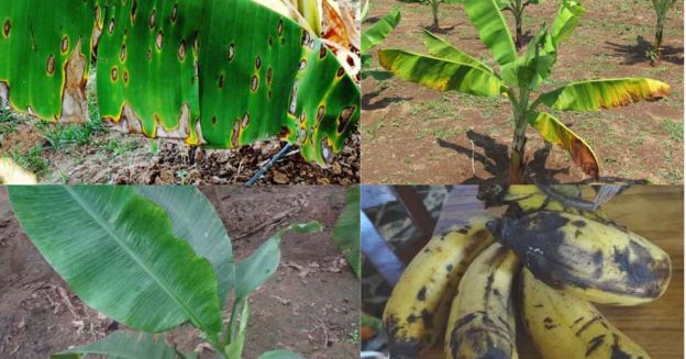 Image of banana trees and their fruit with information on leaves, flowers, and diseases symptom.