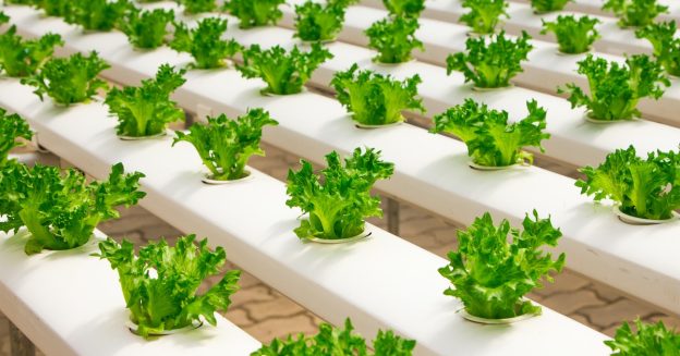benefits of hydroponic farming