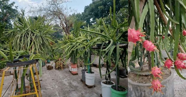 Farming of dragon fruit in rooftop gardens.