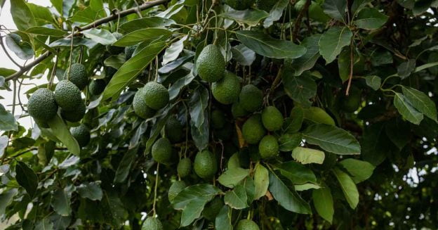Green avocado fruit on the tree is a good variety for cultivation