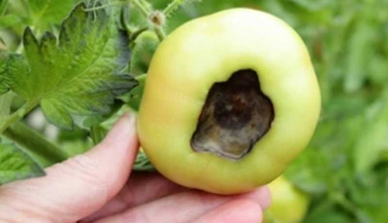 Blossom End Rot Disease of Tomatoes