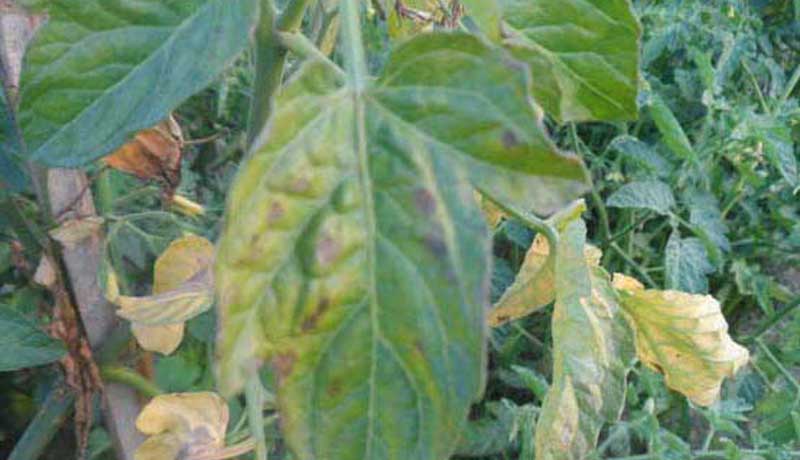 Early Blight Disease of Tomatoes