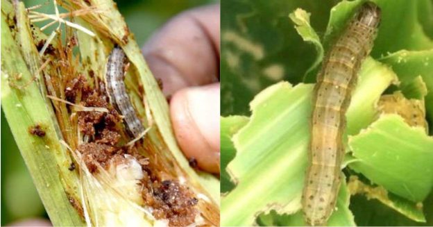 A light brown fall armyworm is shown attacking a green leaf of maize.
