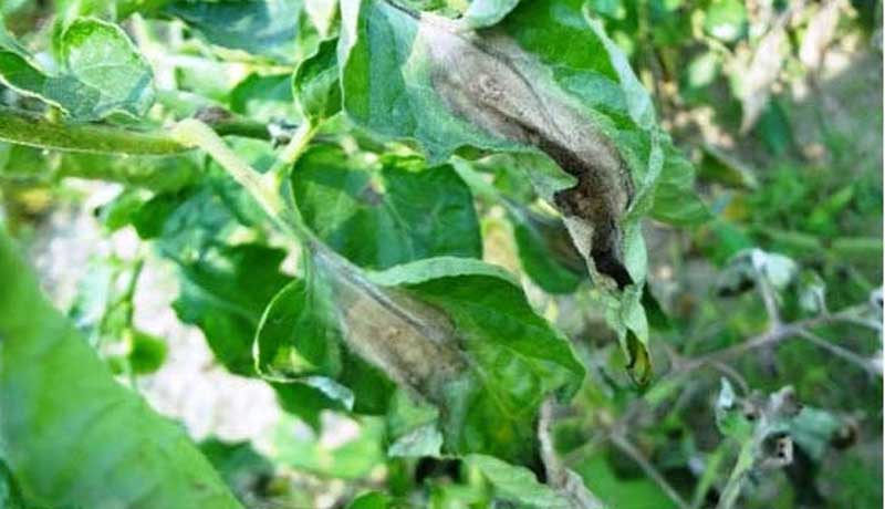 Late Blight Disease of Tomatoes
