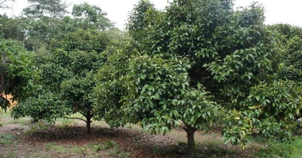 Cultivate Mangosteen fruit tree