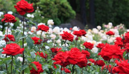 How To Cultivate Roses?