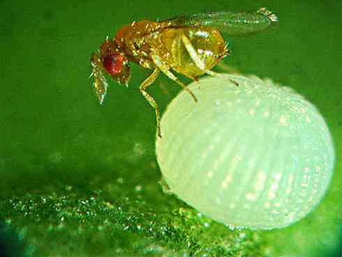Trichogramma Wasp: biological agents for pest control