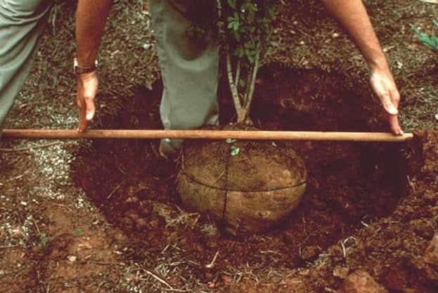 Earth pits made for planting avocado trees