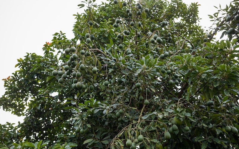 Green avocado fruit on the tree is a good variety for cultivation