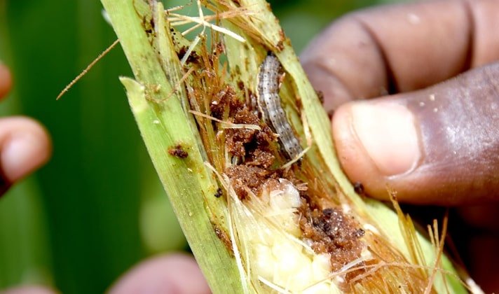 Fall Armyworm in maize 