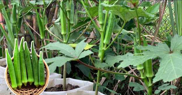 Okra is being grow at home.