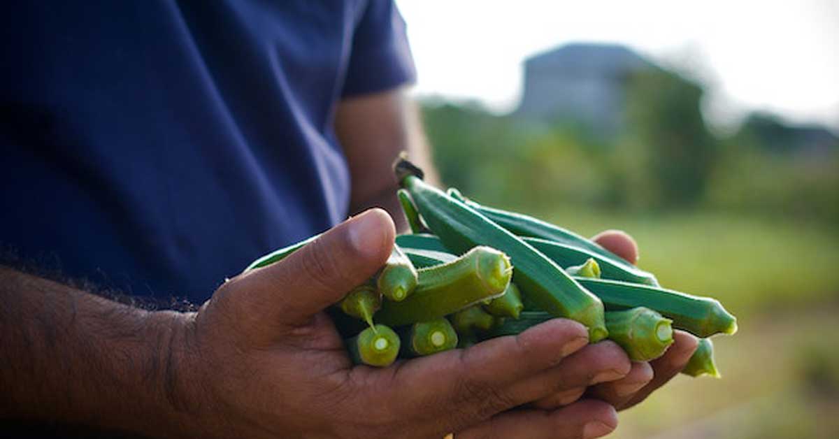 A man holds some okra in his hands after harvesting.