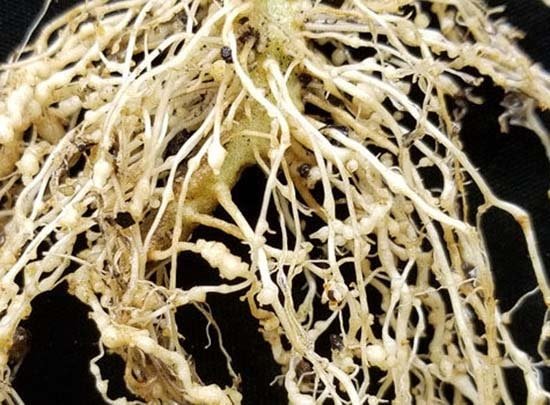 Root grub / Root-knot Nematode Disease of Tomatoes