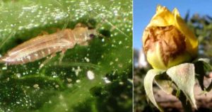 Aphids:Jab beetle causes damage by sucking the sap of leaves, young tips, and flowers. It is a very harmful insect.