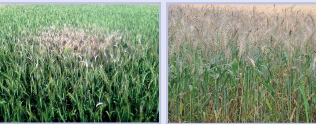 Blast disease in the wheat field.