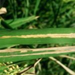 Symptoms of Bacterial Blight disease of rice