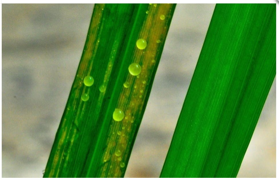 Bacterial Blight of Rice Symptoms, Causes, and Management ToAgriculture
