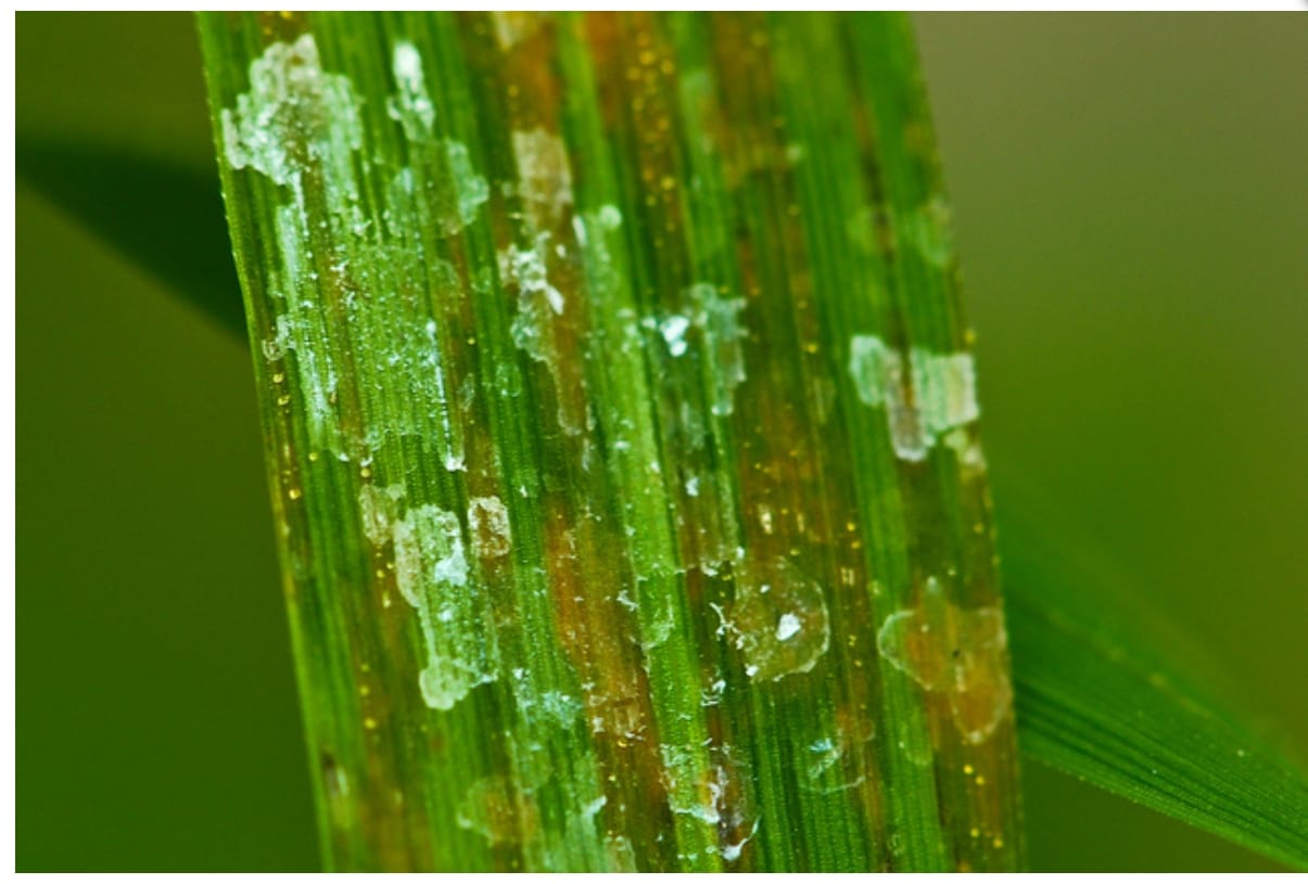 Bacterial Blight of Rice Symptoms, Causes, and Management ToAgriculture