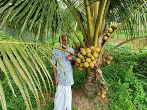 Dwarf Coconut Palms