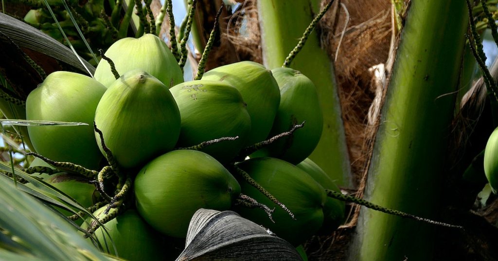 Coconut Farming Methods: From Seedling Planting To Harvesting