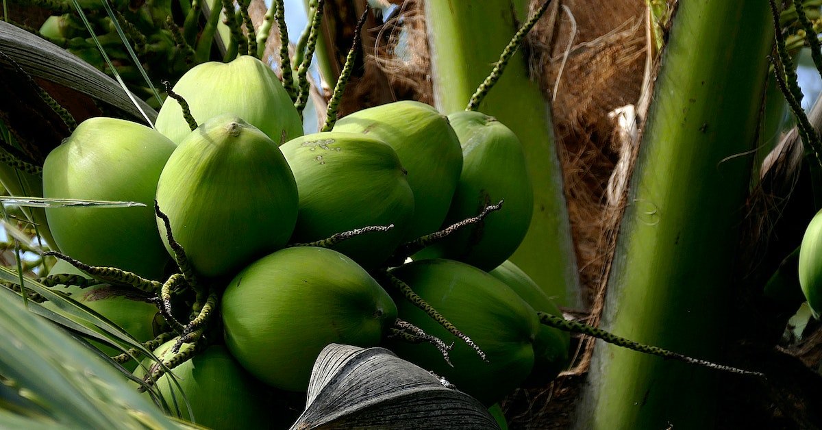 Coconut farming methods
