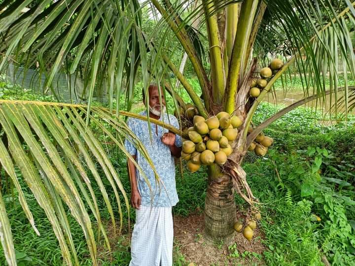 Coconut Farming Methods From Seedling Planting To Harvesting