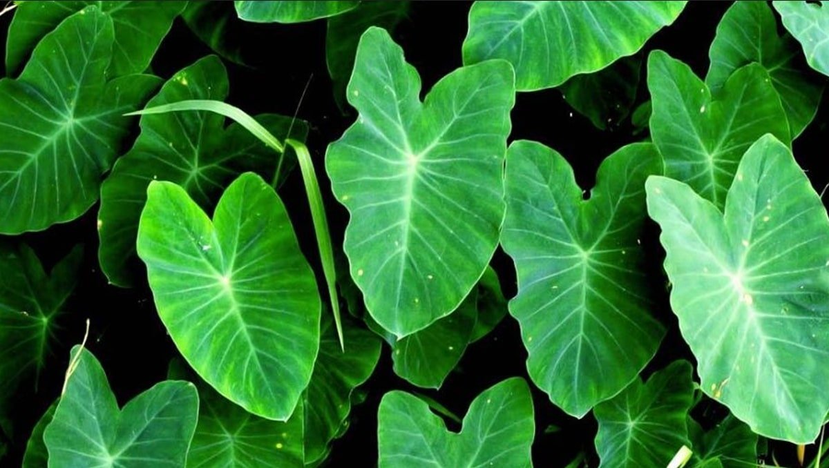 Edible green colored taro leaves that have many health benefits.