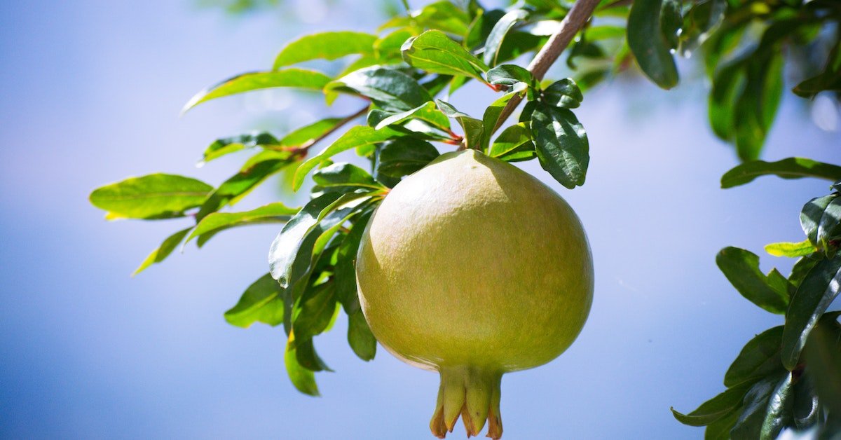 pomegranate cultivation; On The Rooftop: A Complete Guide For Beginners.