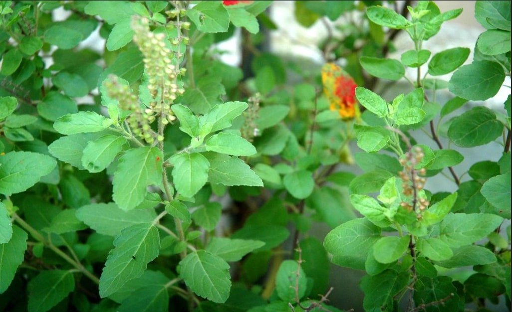 Benefits of Holy Basil; How Do Eat, Properties, Disadvantages.
