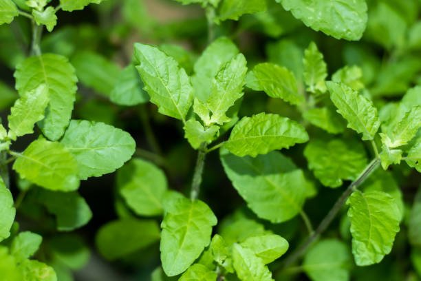 Benefits of Holy Basil; How Do Eat, Properties, Disadvantages.There are many types of herbs around us. Which benefits us directly and indirectly. Those plants are beyond the knowledge of many of us. So today I will discuss such an important plant. The name of the plant we are discussing today is holy basil or Tulsi.