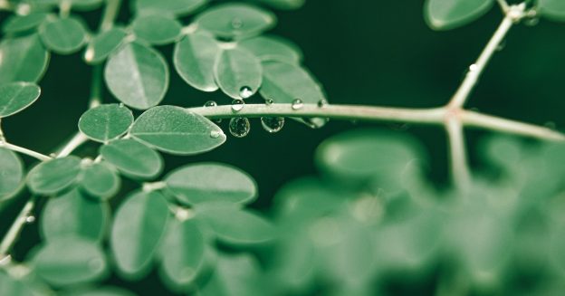 Moringa leaves it has many health benefits.