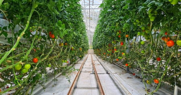 tomato farming plot for business