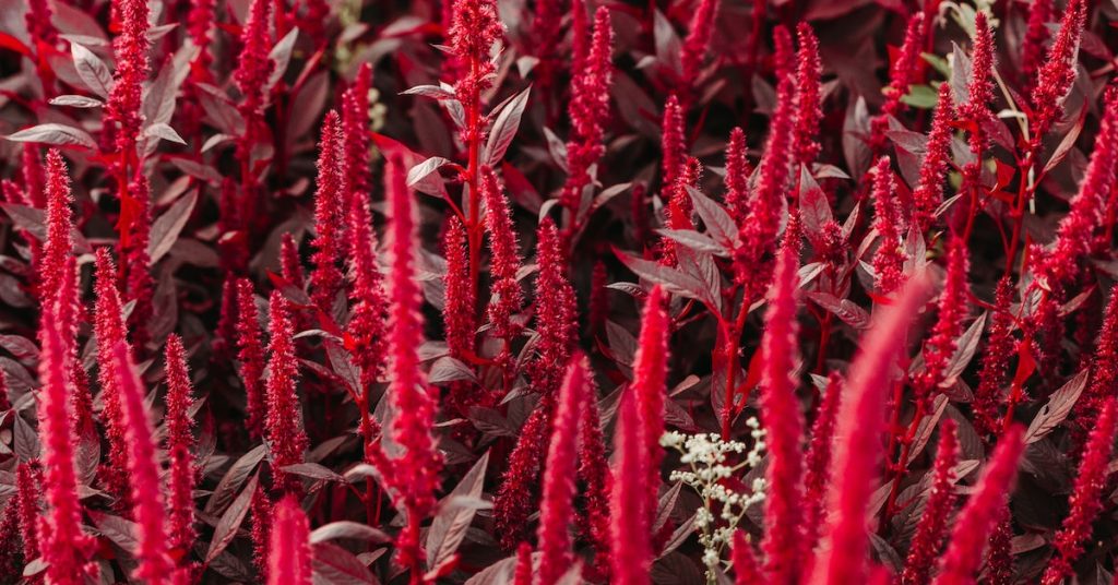 common amaranth plant pests prevention and control methods