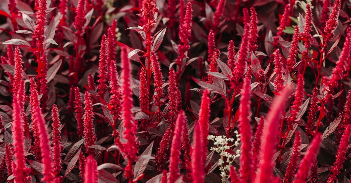 Harvesting Amaranth Plants A Comprehensive Guide