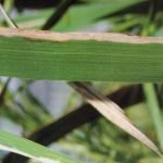 watermark-like spots appear on the edges and tips of rice leaves gradually enlarging and turning grayish-brown.