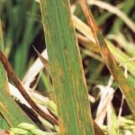light spots between veins that gradually turn brown and cause affected rice leaves to turn completely brown.